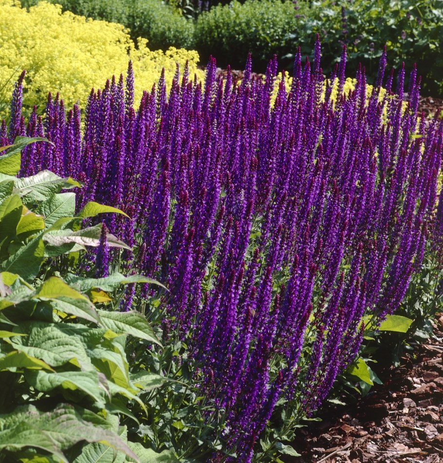 Шалфей Дубравный Mainacht (Майнахт)