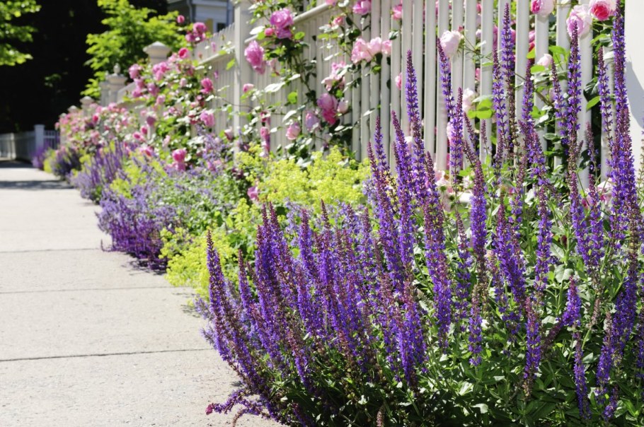 Шалфей Дубравный Сальвия