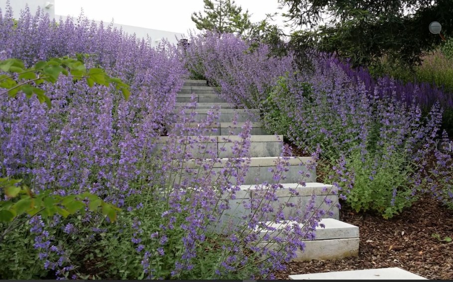 Котовник Фассена Волкез Лоу