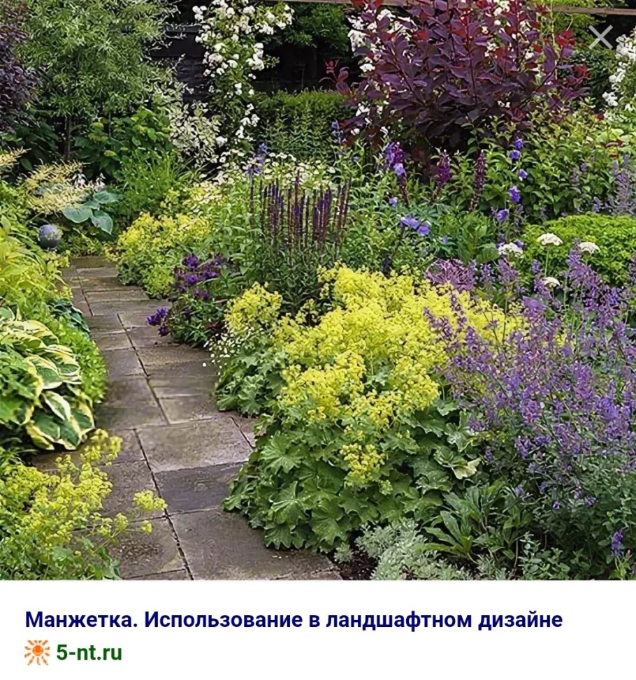 Миксбордер с котовником и шалфеем