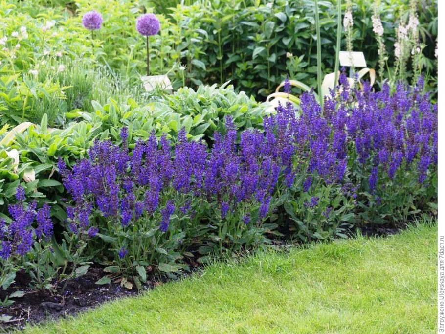 Сальвия Дубравная (шалфей) Виола Клоуз