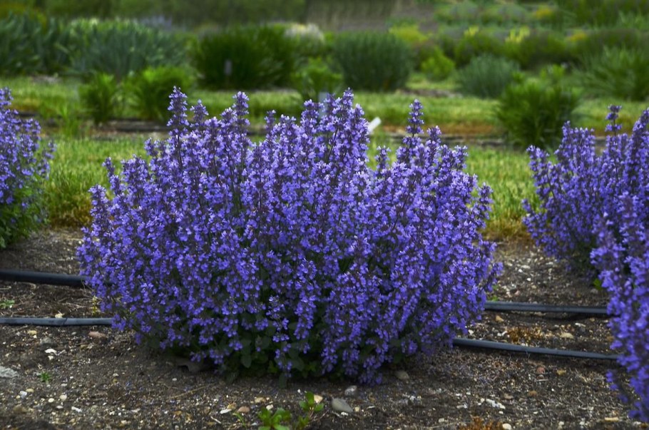 Котовник Фассена Волкез Лоу