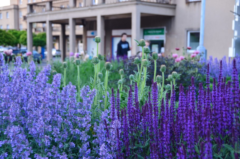 Шалфей Дубравный Ostfriesland