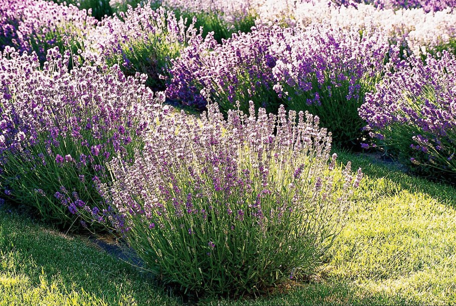 Лаванда котовник шалфей