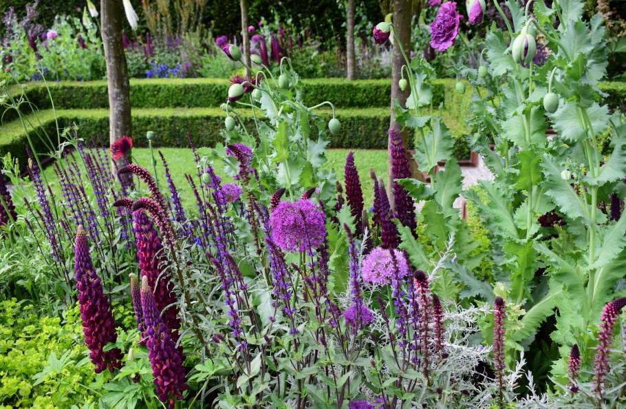 Лиатрис миксбордер