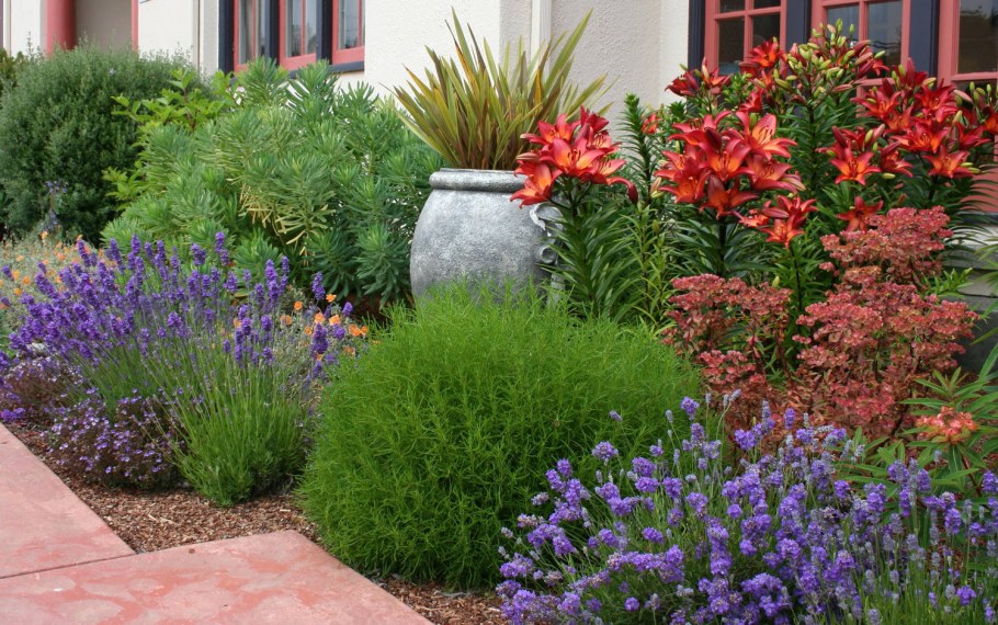 Лаванда рабатка миксбордер