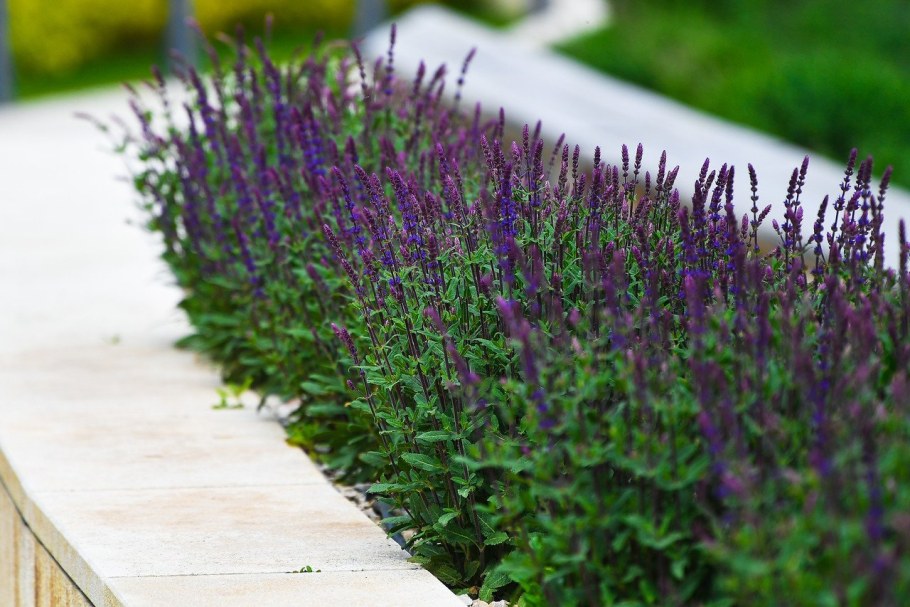 Шалфей лавандолистный