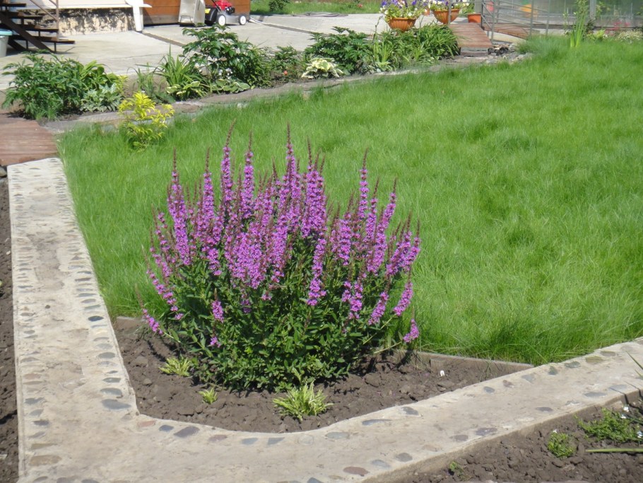 Дербенник иволистный Свирл