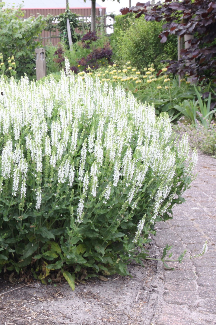 Шалфей Дубравный Шнеехюгель