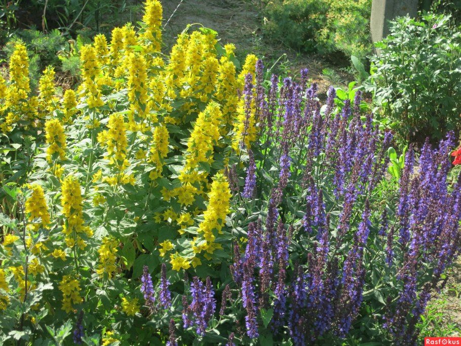 Котовник и вербейник