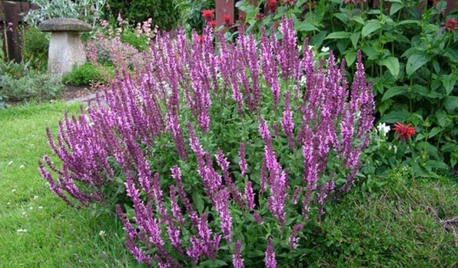 Шалфей Дубравный Роуз Квин