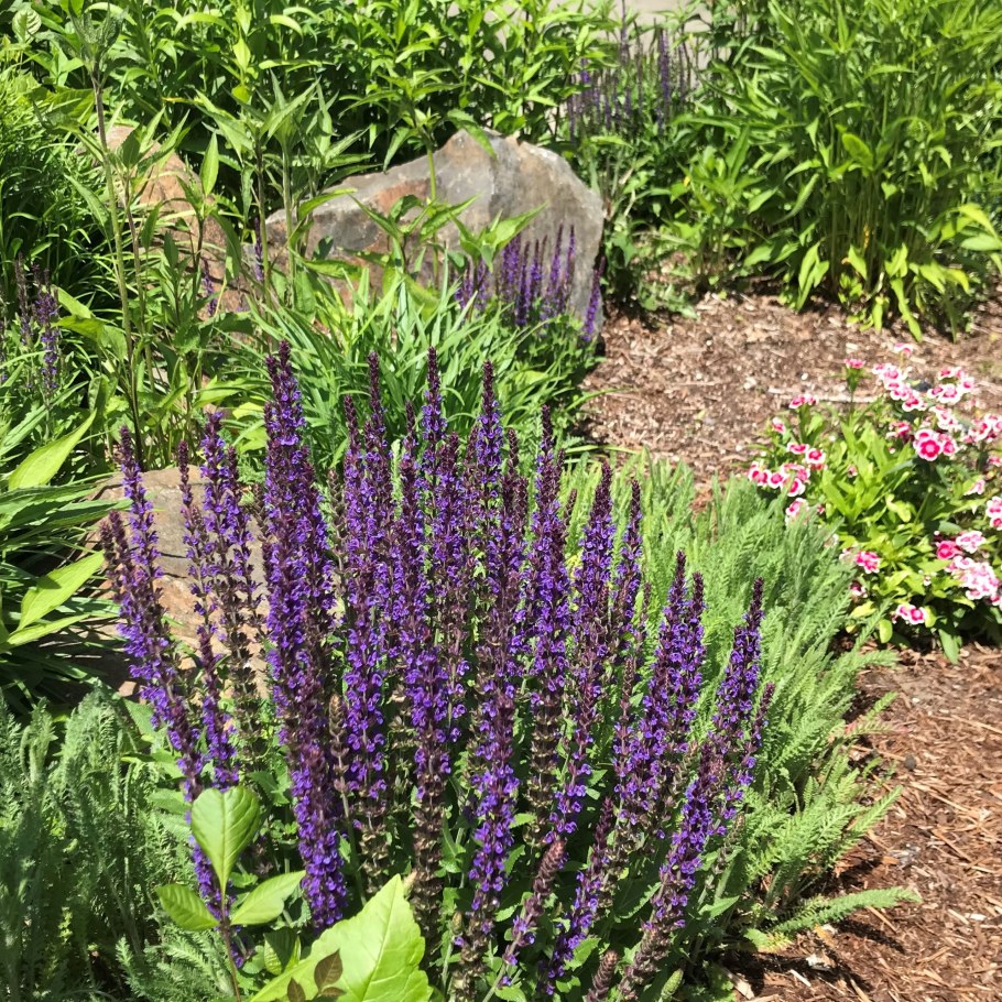 Шалфей Дубравный Майнахт