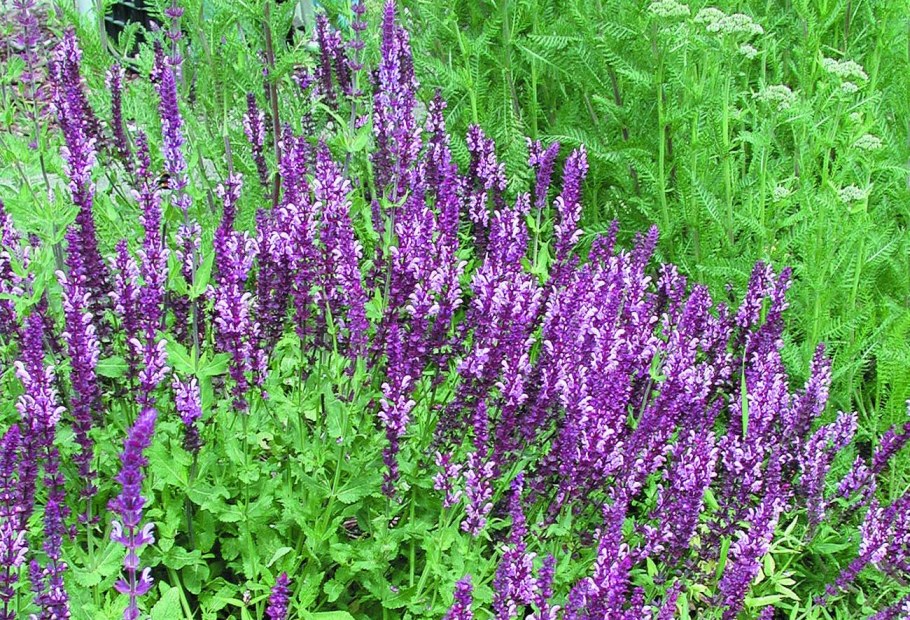 Шалфей Дубравный Amethyst