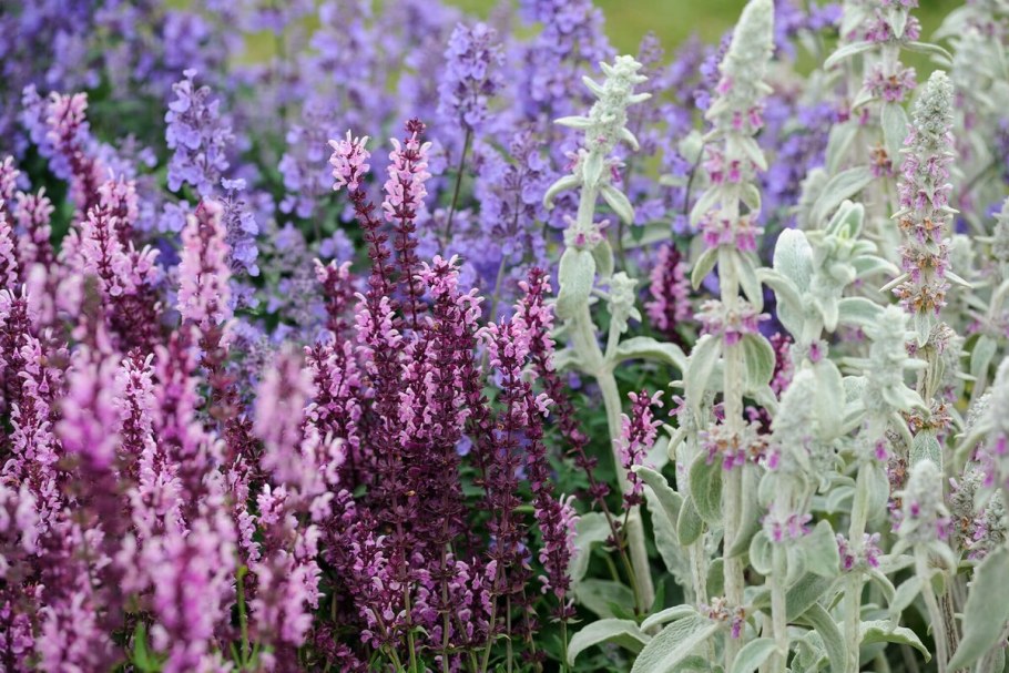 Вербена котовник шалфей