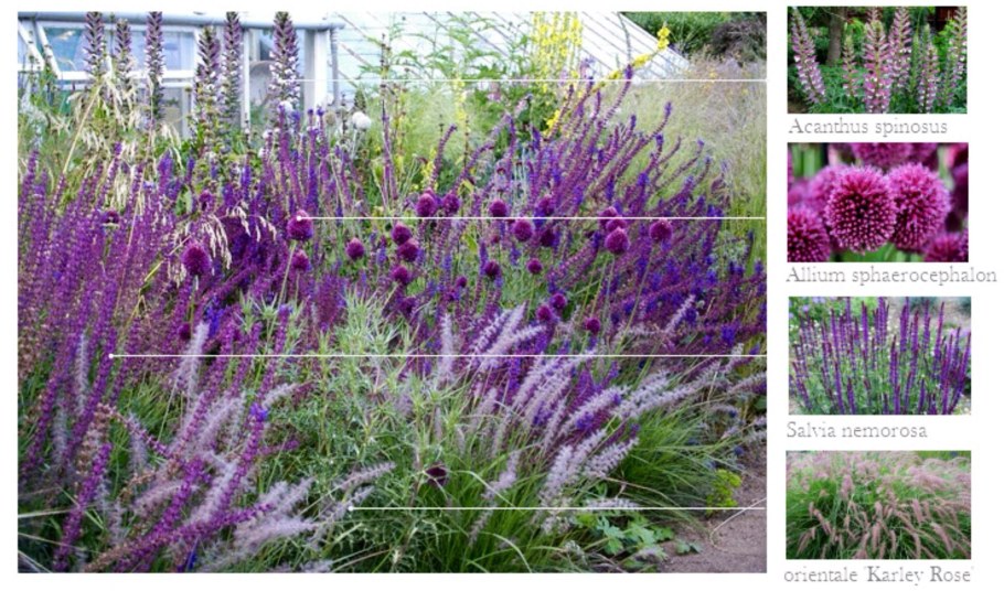 Котовник пит Удольф