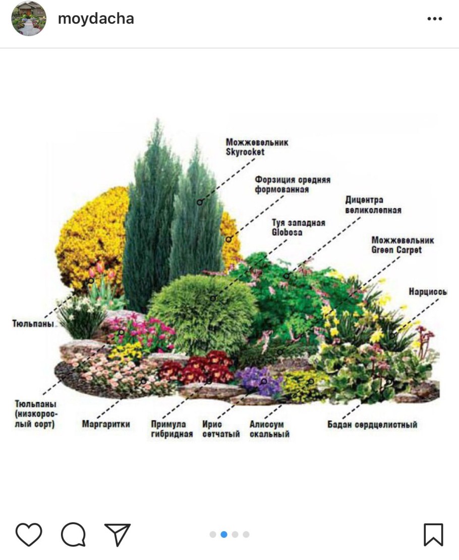 Миксбордер из хвойных и многолетников схемы
