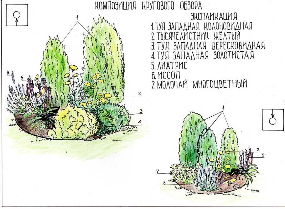 Схемы посадки хвойных композиций