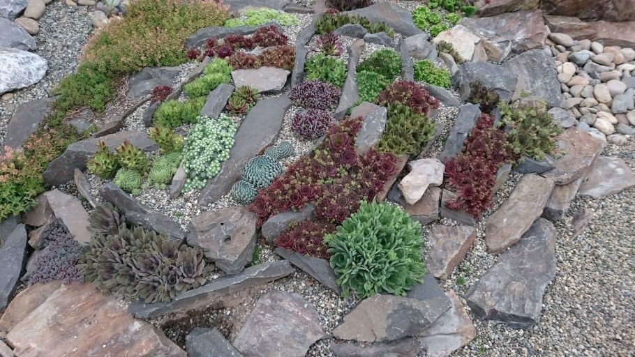 Альпийская живучка Sempervivum