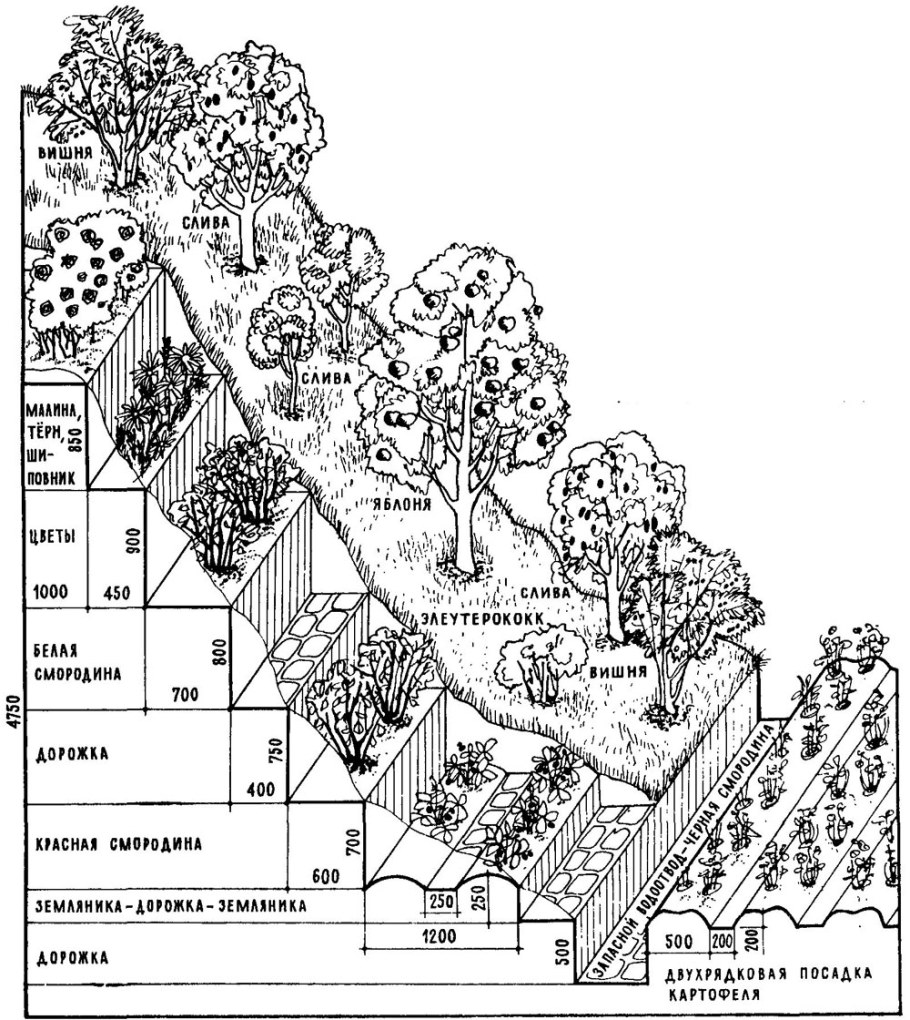 Пермакультура террасирование