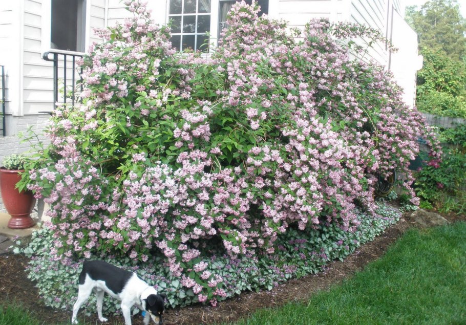 Дейция гибридная Строберри Филдс