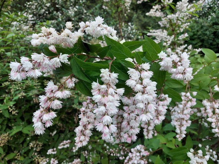 Дейция кальмиецветная