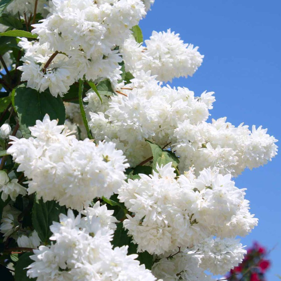 Дейция белоснежная кустарник