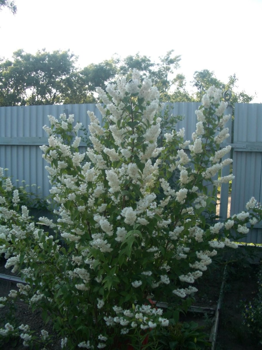 Дейция куст