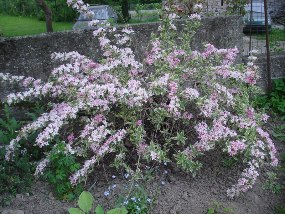 Вейгела спирея форзиция