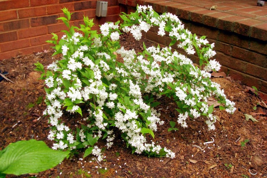 Кустарник дейция шершавая