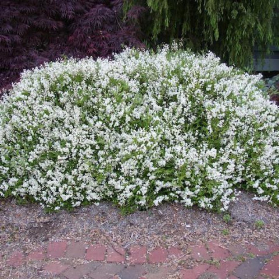 Дейция изящная (Deutzia gracilis) Никко