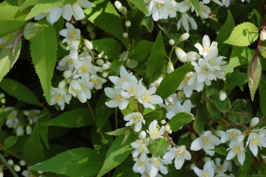 Дейция (Deutzia) изящная