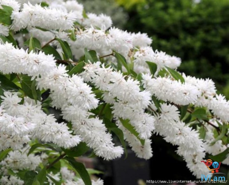 Дейция Магнифика