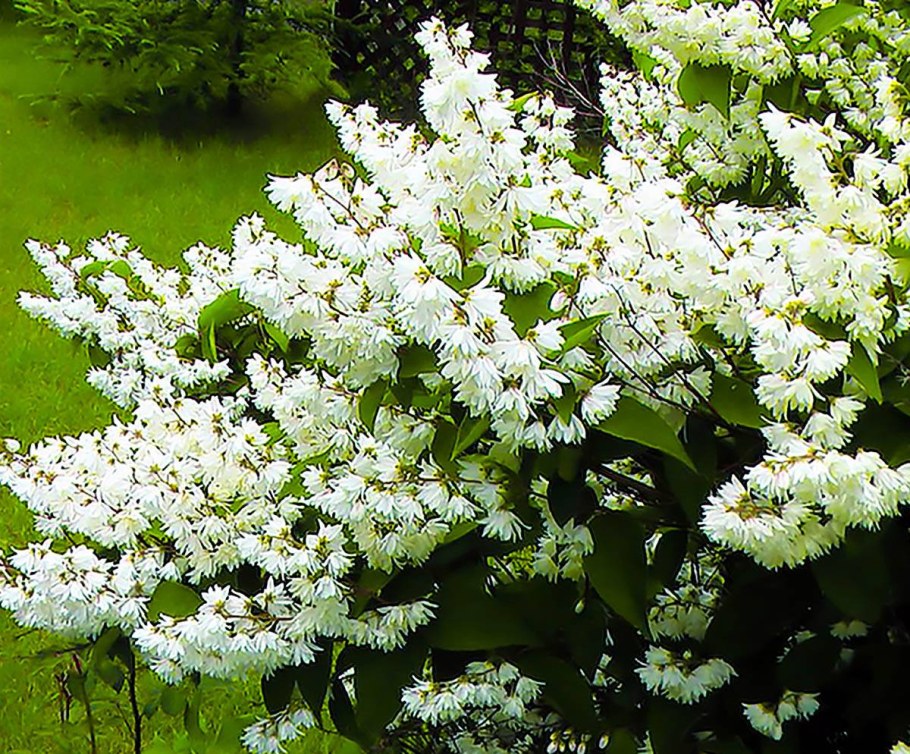 Дейция Альба плена