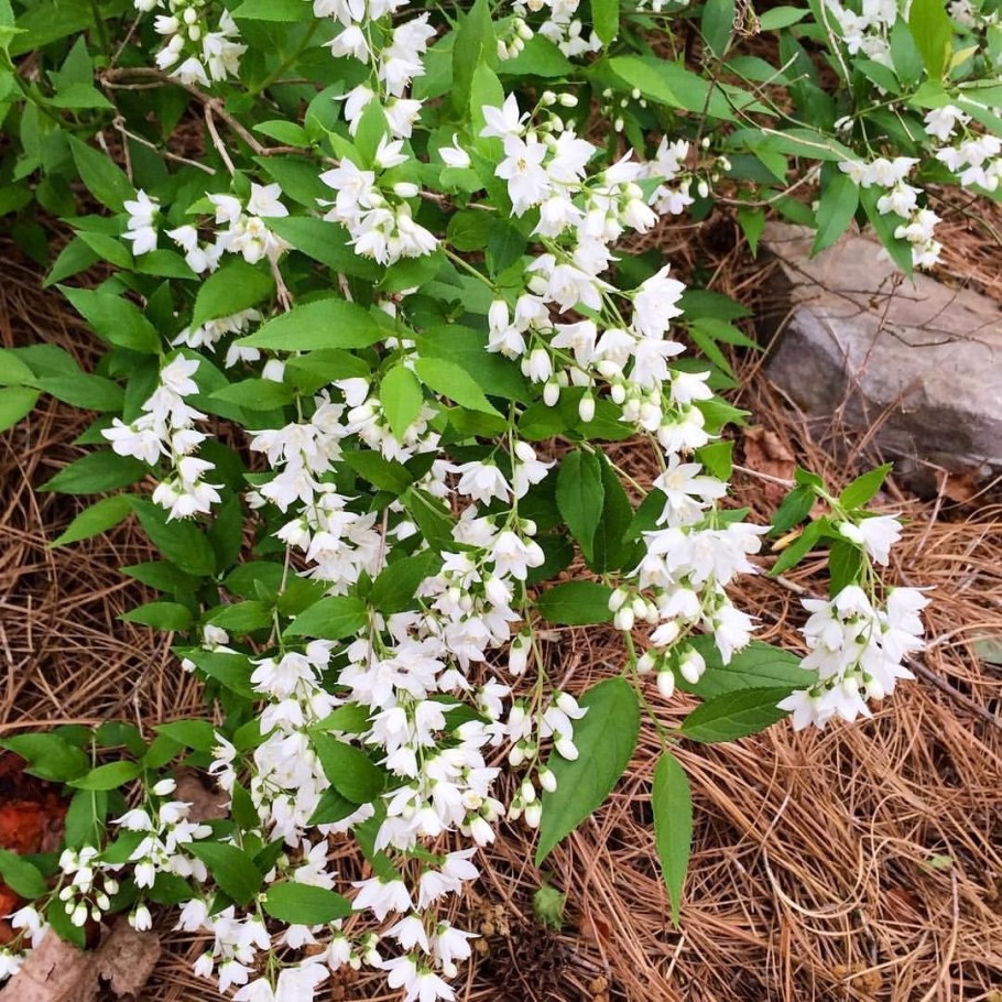 Дейция Никко белая