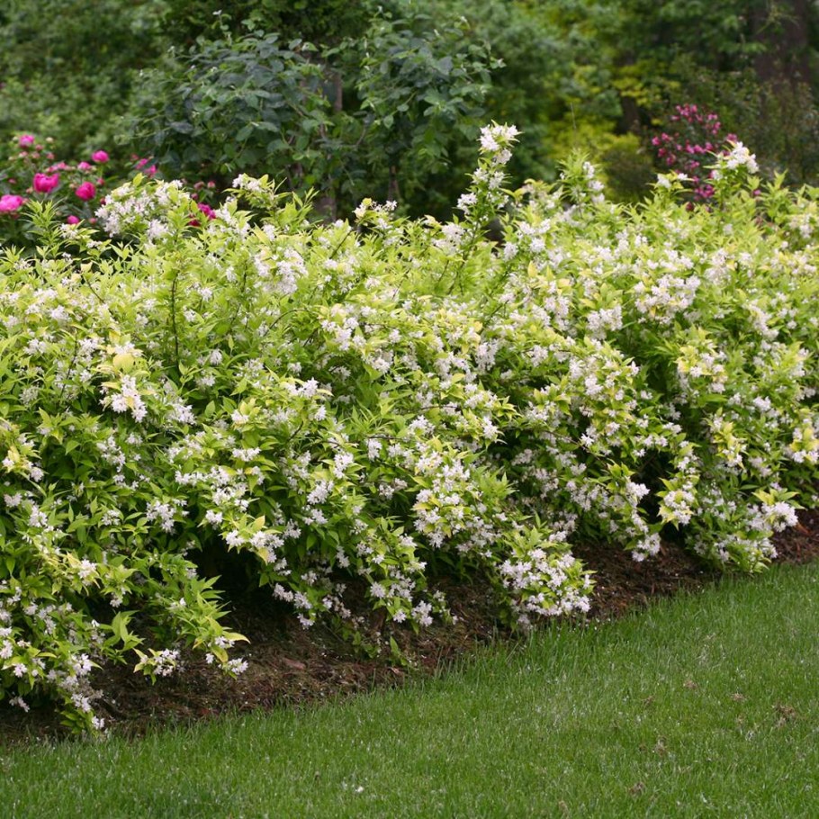 Чубушник Deutzia