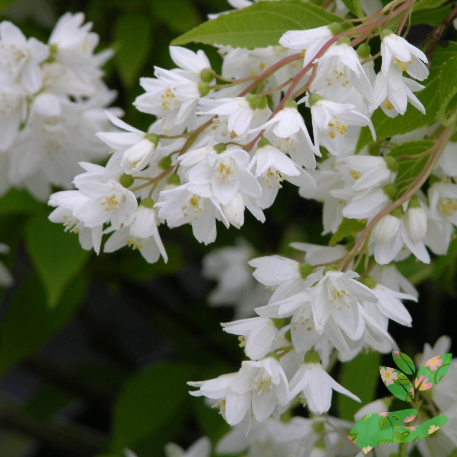 Дейция Вильморена