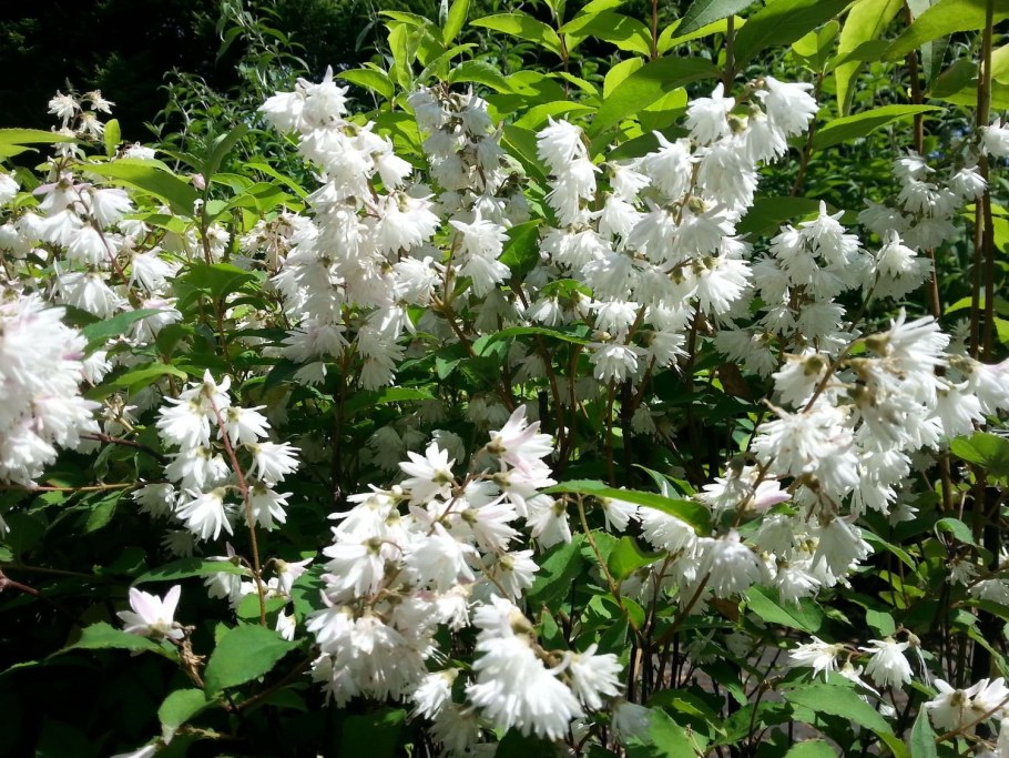 Дейция Вариегата