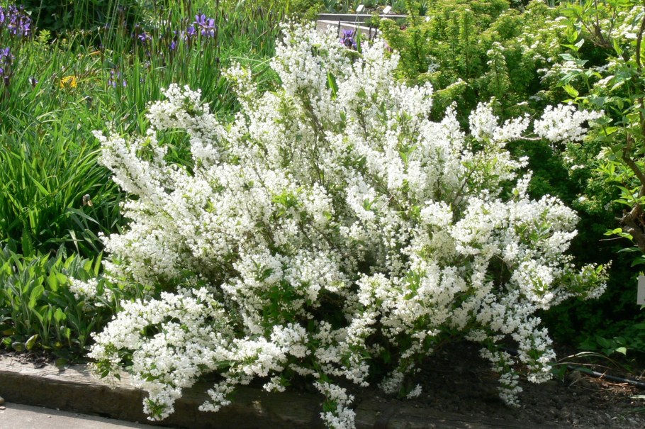 Дейция Грацилис