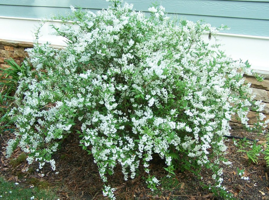 Дейция Никко кустарник