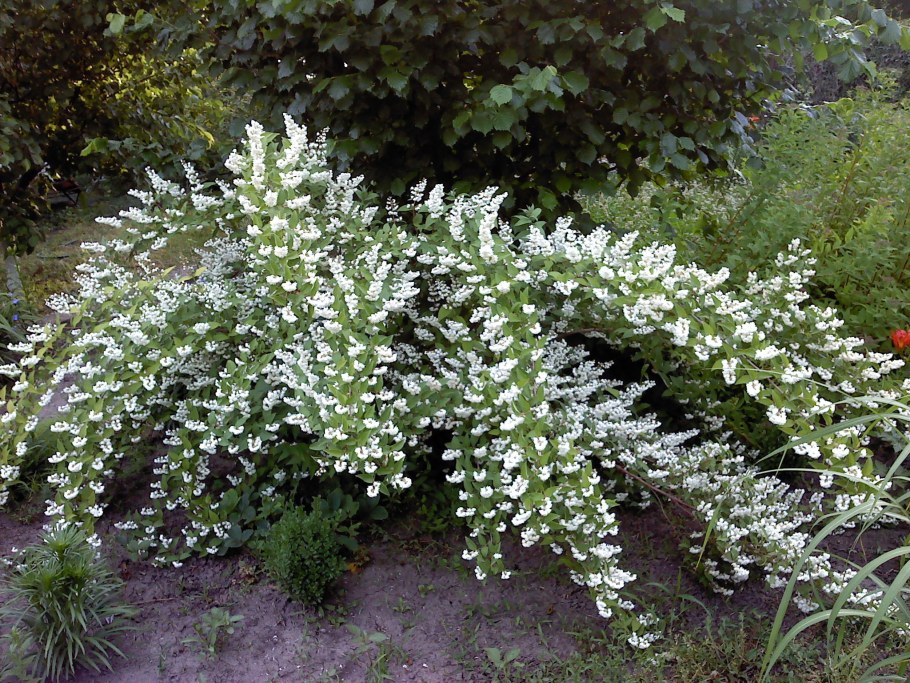 Вейгела дейция