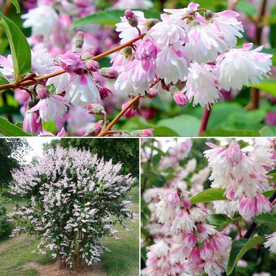 Дейция шершавая rosea 'Plena