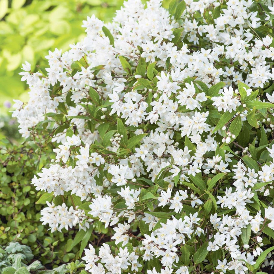 Дейция изящная Вариегата