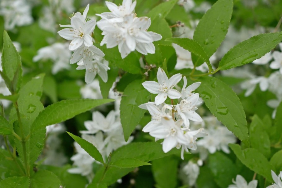 Дейция Диппон