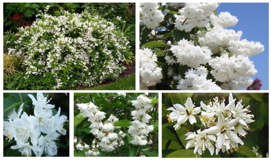 Дейция кустарник