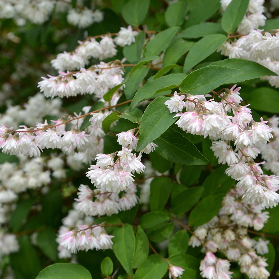 Дейция кустарник