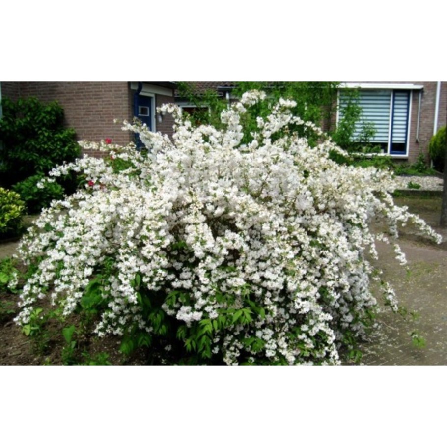 Дейция кустарник Кандидиссима