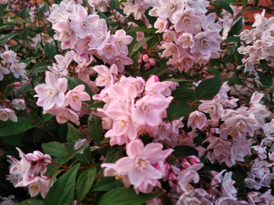 Чубушник Deutzia