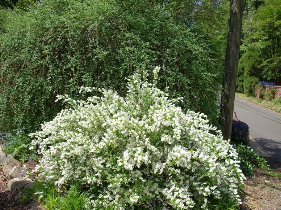 Дейция Амурская куст