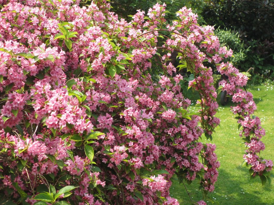 Вейгела Стириака Флорида