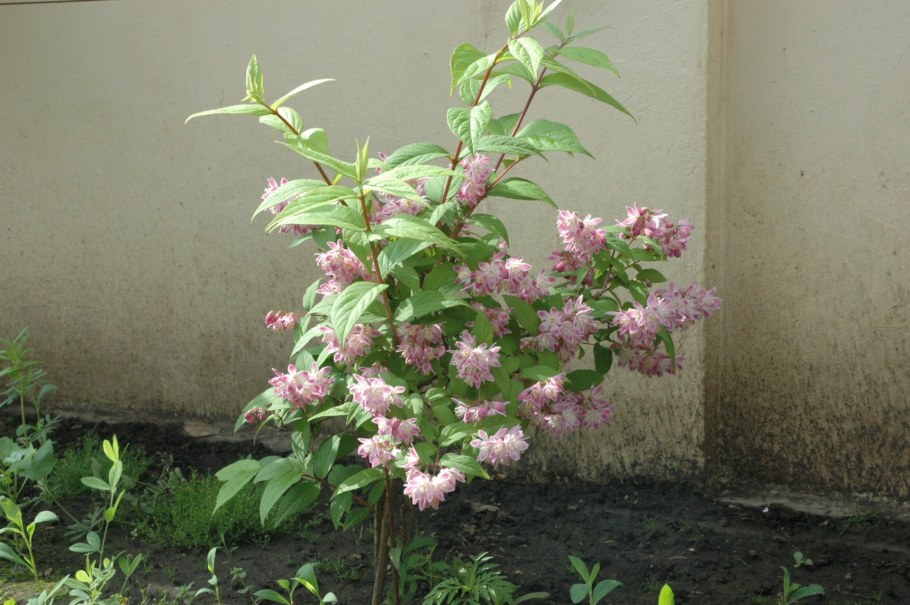 Дейция Строуберри Филдс